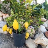 piante di limone bonsai da appartamento con frutti