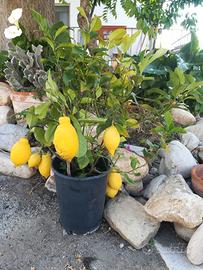 piante di limone bonsai da appartamento con frutti