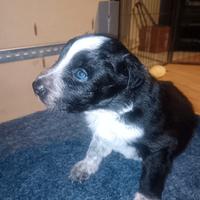 Cuccioli di Border Collie