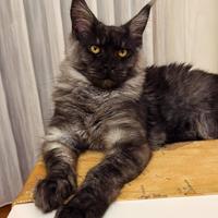 Badante diurno,aiuto spesa e piccole commissioni