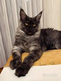 Badante diurno,aiuto spesa e piccole commissioni