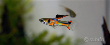 Pesci acquario tropicale Guppy Endler Ancistrus
