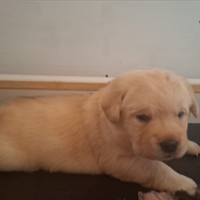 Splendidi cuccioli labrador miele alta genealogia
