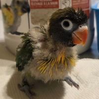 Piccolo pullo inseparabile personata mascherato