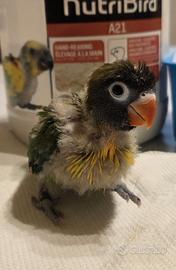 Piccolo pullo inseparabile personata mascherato