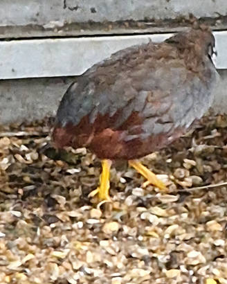 Quaglie cinesi