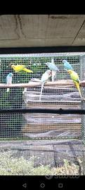 Parrocchetti dal collare