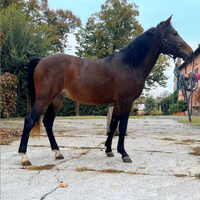 Puledro pony SBS