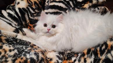 Scottish Straight British