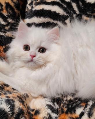 Scottish Straight British