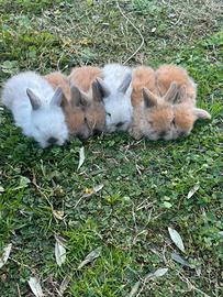 Coniglio nano ariete