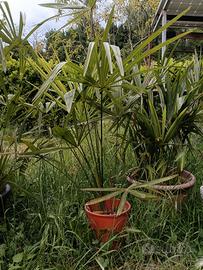 Palme 