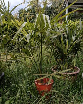 Palme 