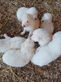 Cuccioli di Pastore Maremmano