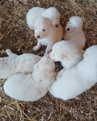 Cuccioli di Pastore Maremmano