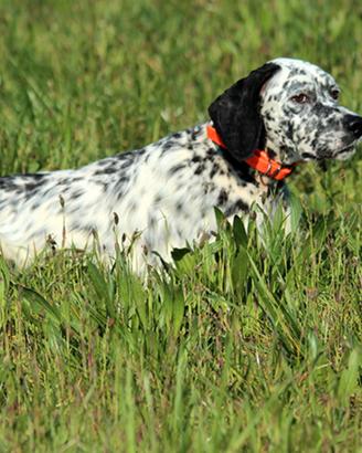 Setter Inglese da caccia
