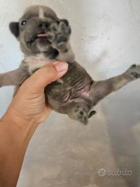 Bulldog francese blu maschio