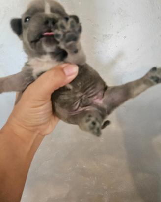 Bulldog francese blu maschio