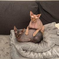 Coppia gatti sphynx