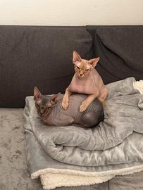 Coppia gatti sphynx