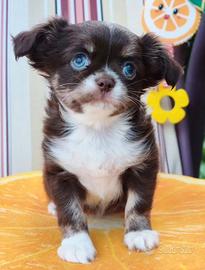 Chihuahua maschio occhi azzurri