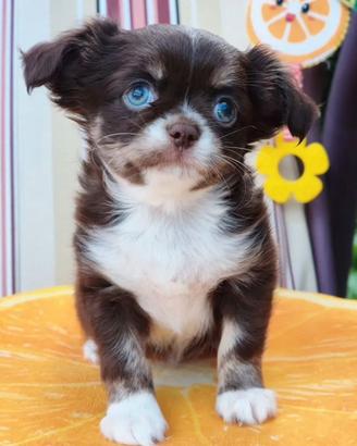 Chihuahua maschio occhi azzurri