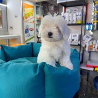 Maltese koreano mini toy