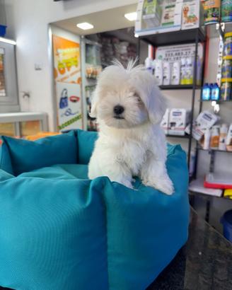 Maltese koreano mini toy