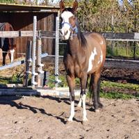 Pony pezzata