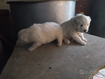 Maremmano abbruzzese