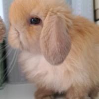 Cuccioli minilop beige marroni grigi