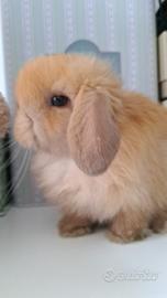 Cuccioli minilop beige marroni grigi