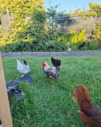 Gallina e gallo chabo