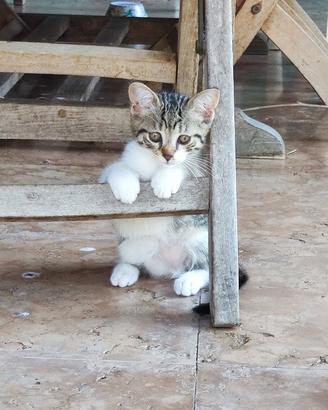 Gattino di tre mesi dolcissimo