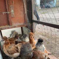 Galline Moroseta