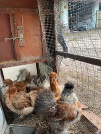Galline Moroseta