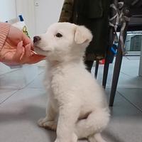 Cuccioli bianchi