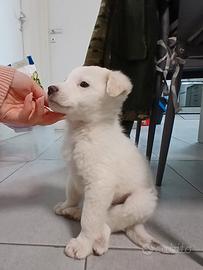 Cuccioli bianchi