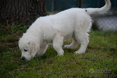 Cuccioli Golden Retriever