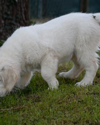 Cuccioli Golden Retriever