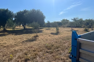 Terreno con ulivi
