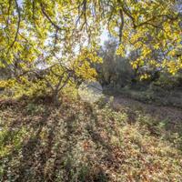 TER. AGRICOLO A PALOMBARA SABINA