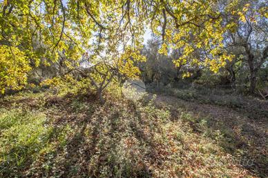 TER. AGRICOLO A PALOMBARA SABINA