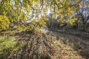 TER. AGRICOLO A PALOMBARA SABINA