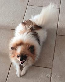 Spitz tedesco nano o Pomerania 