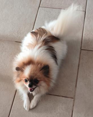 Spitz tedesco nano o Pomerania 