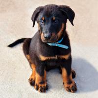 Cucciolo BEAUCERON maschio nero focato