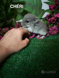 Cincillà cuccioli vari