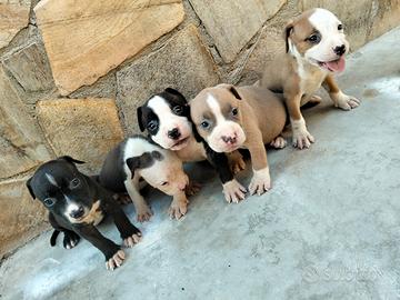 Amstaff