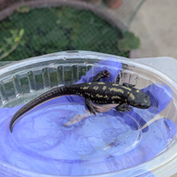 Cynops ensicauda popei (Tritone)